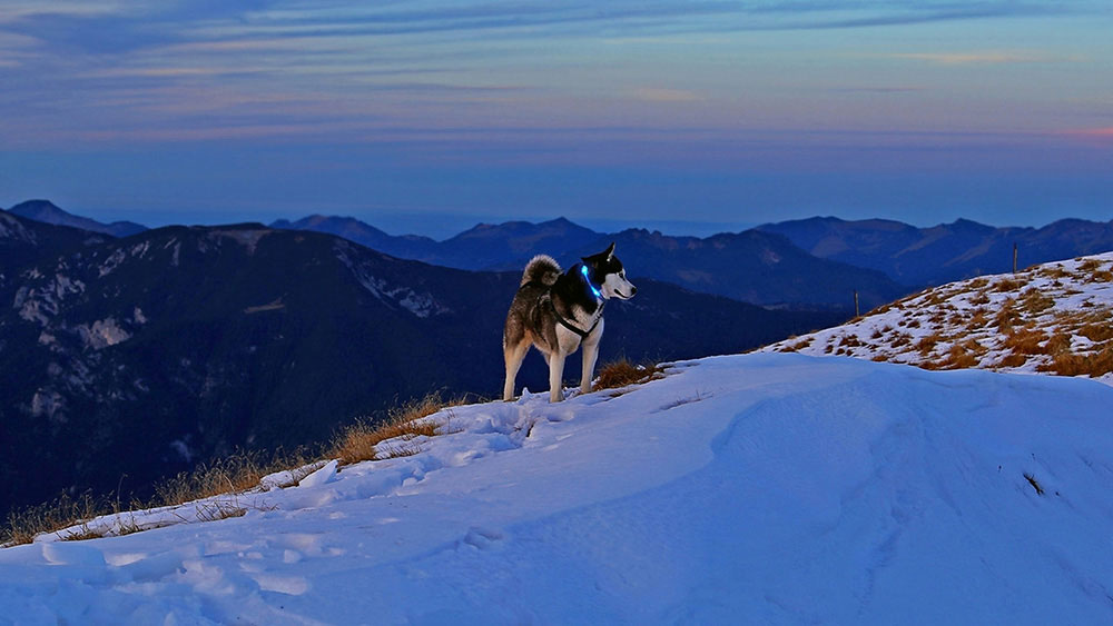 Hond met LED-lichtkraag LEUCHTIE in de besneeuwde Alpen